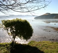 New Zealand, tree