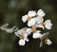 Wild rosemary, Twelve Apostles Hotel and Spa