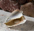Veranda Natural Resort, Kep, Cambodia - decorative - shell