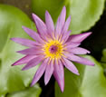 Mandarin Oriental Dhara Dhevi, Chiang Mai, lotus flower Mandarin Oriental Dhara Dhevi, Chiang Mai, lotus flower