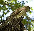 Estancia El Ombu, San Antonio de Areco, Argentina - bird Estancia El Ombu, San Antonio de Areco, Argentina - bird