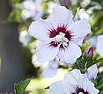 Estancia El Ombu, San Antonio de Areco, Argentina - flower Estancia El Ombu, San Antonio de Areco, Argentina - flower
