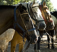 Estancia El Ombu, San Antonio de Areco, Argentina - horses Estancia El Ombu, San Antonio de Areco, Argentina - horses