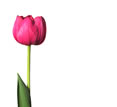 Advertising - Pink Tulips