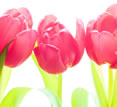 Advertising - Pink Tulips