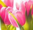 Pink Tulips
