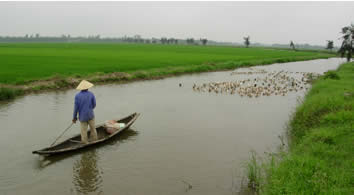 Vietnam, duck shepherd Vietnam, duck shepherd