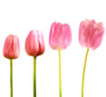 Advertising - Pink Tulips