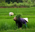 Vietnam rice-paddy