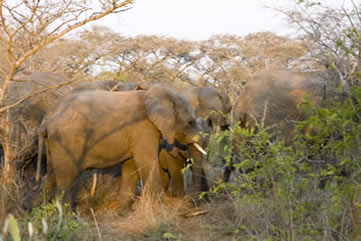 Phinda Game Reserve, South Africa - elephant