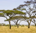 Safaris, Acacias trees