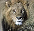 Ngorongoro Crater Lodge, Tanzania - lion