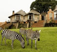 Ngorongoro Crater Lodge, Tanzania - zebra in front of lodge