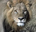 Luxury safaris in Africa and India - lion