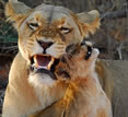 South African Safaris - roaring lion