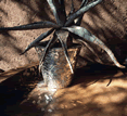 Madikwe Safari Lodge, South Africa