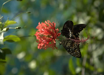 Shinta Mani Hotel, Siem Reap, Cambodia - butterfly 