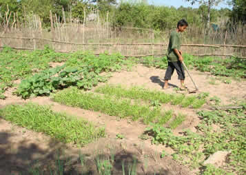 Shinta Mani Hotel, Siem Reap, Cambodia - school vegetable garden