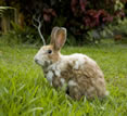 Chiang Dao Nest, Chiang Dao, Thailand - rabbit Chiang Dao Nest, Chiang Dao, Thailand - rabbit