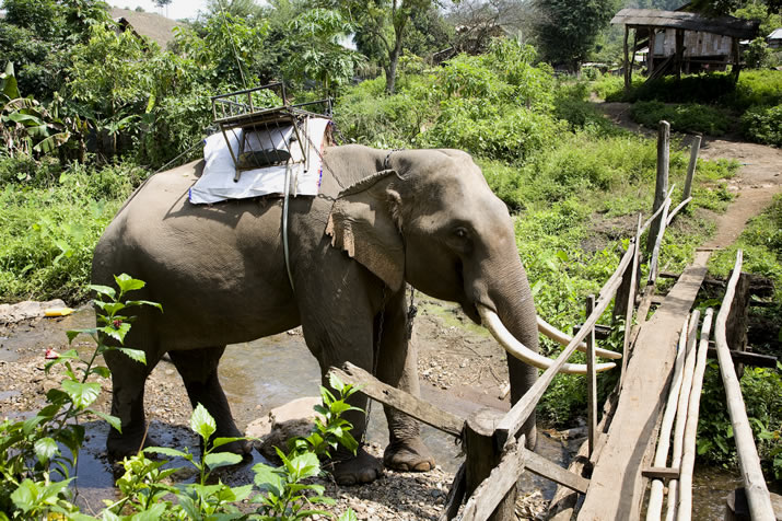Chiang Dao Nest, Chiang Dao, Thailand - elephant and river raft tours