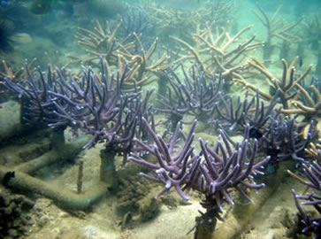 Koh Talu Island Resort, Ban Saphan, Thailand - coral growing from pvc tubes
